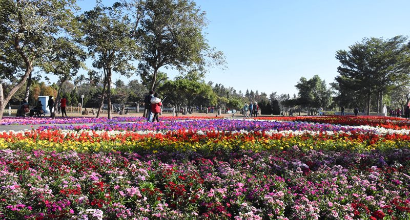 每年新春在溪州公園登場的花在彰化,已經成為「行春」第一品牌。(彰化縣政府提供/吳敏菁彰化傳真)