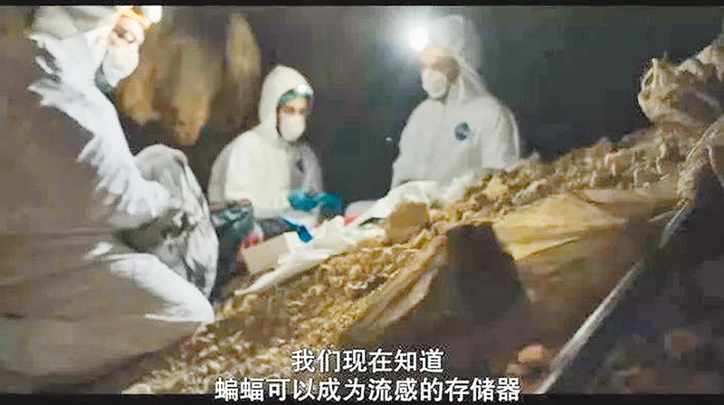 紀錄片中指出近年很多恐怖的病毒都和蝙蝠有關。(取自新浪微博@全球電影收錄)