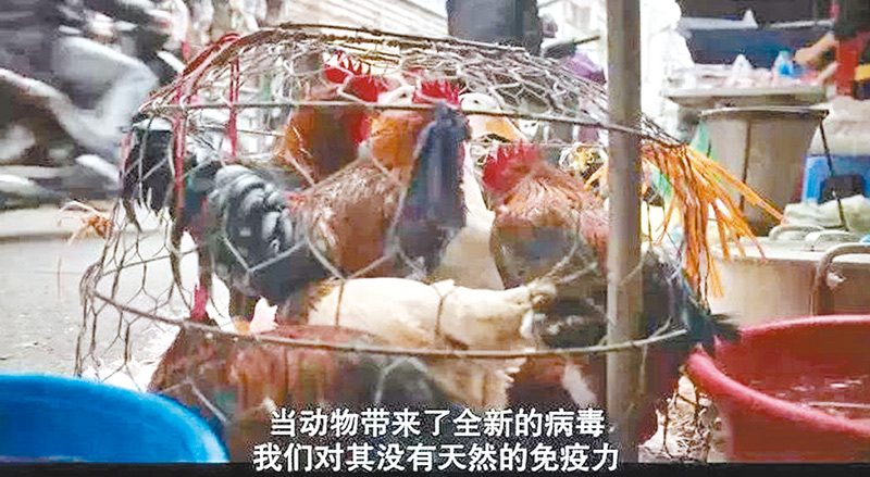 許多來自動物的流行性病毒,常是全新病毒,人類對其沒有免疫力。 (取自新浪微博@全球電影收錄)