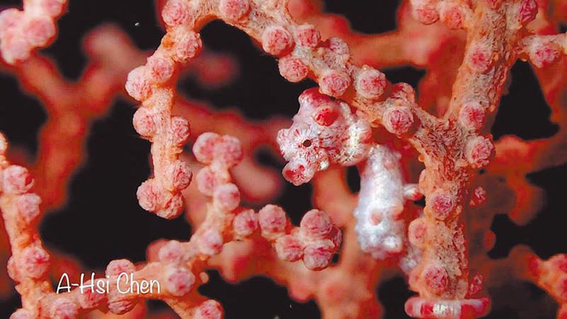綠島發現新潛點,柚子湖附近海域的柳珊瑚及豆丁海馬。(陳宜禧提供/楊漢聲台東傳真)