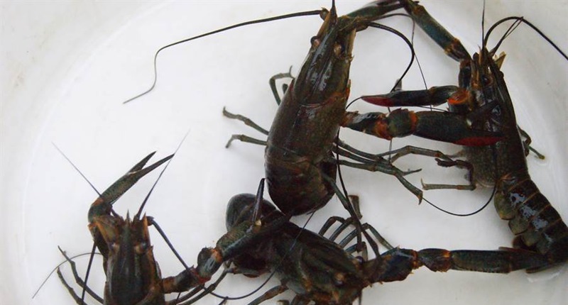 The picture shows the four-ridged crayfish, also known as Australian freshwater lobster.  (Picture/Provided by the Agricultural Committee)
