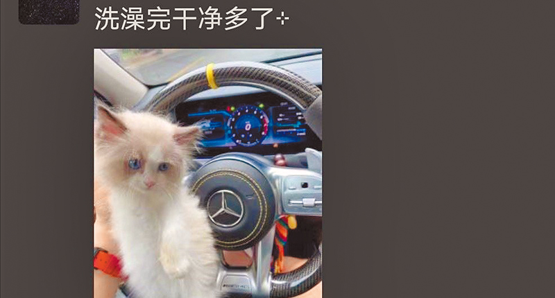 ▲大陸網友PO出幫貓洗完澡的照片，其實主要在炫自己的名車。（取自微博@小奶球）
