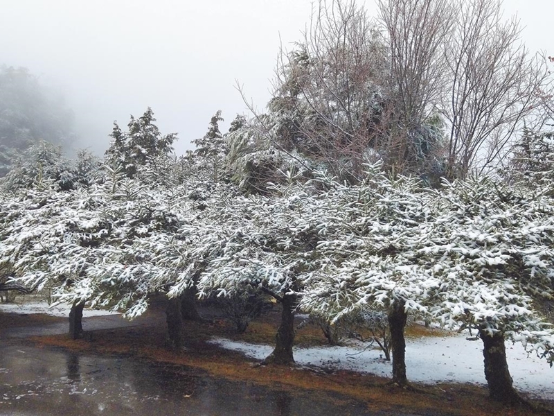 大雪山國家森林遊樂區內海拔約2600公尺的小雪山資訊站降下初雪,片片雪花染白冷杉綠樹。(東勢林管處提供/王文吉台中傳真)
