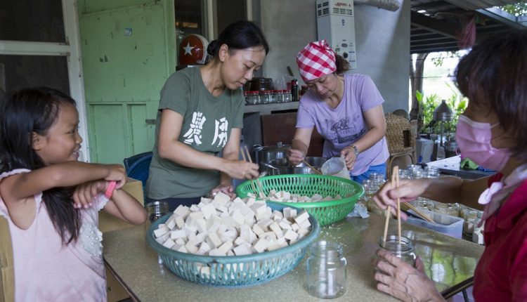 來自新加坡的NaNa（左二）利用農閒協助其他小農製作豆腐乳，曾經在跨國金融機構及寶石公司上班，如今在深溝找到真正的生活；她共承租7分田地，稻田占了6分地。（黃子明攝） 【攝影中心過年專題－《深溝．農業4.0》】小照 深溝小農由於人力短缺，收成時都會邀集親朋好友幫忙，連包尿布的幼兒也有模有樣的湊一腳。（黃子明攝）