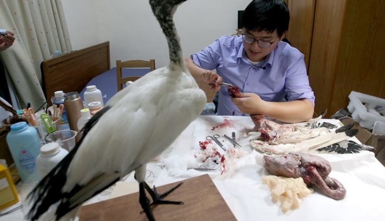 動物標本師陳韋廷透過雙手製作標本，認真看待每個逝去的動物，讓牠們的生命價值可以因為變成標本而繼續延續在大家心中。（趙雙傑攝）