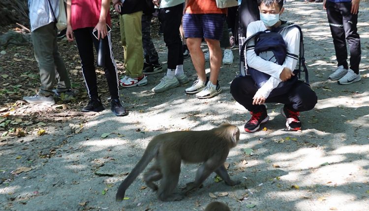 2010年開始，林美吟發起壽山的獼猴導覽團，帶領民眾上山近距離觀察台灣獼猴的真正的模樣，並且透過獼猴之間的社交習性觀察，真實地走進猴群中去理解牠們。(季志翔攝)