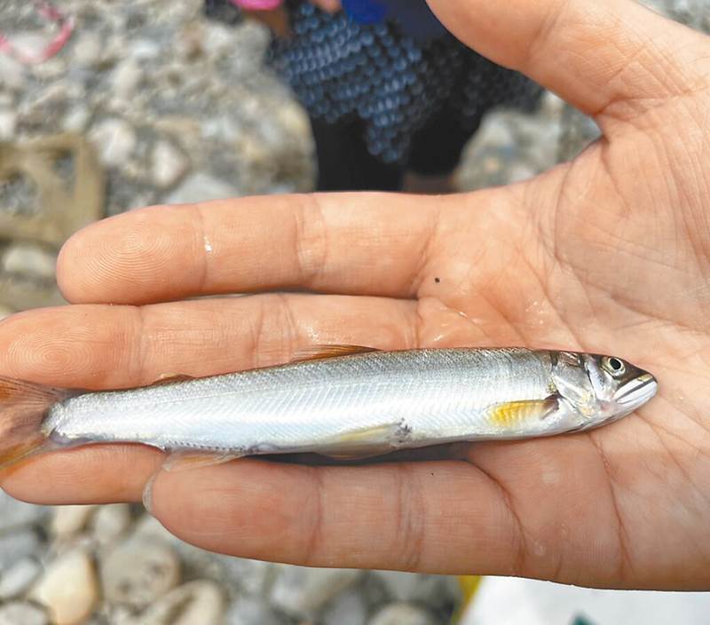 新北市水利局在碧潭堰下游發現香魚,顯見河川生態已悄悄的回來了。(新北市水利局提供/陳慰慈新北傳真)