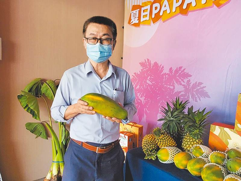 雲林縣林內鄉農會總幹事黃國洲建議買木瓜時,可以看木瓜的黃溝,8月之前至少要5條,10月以後只要3條就夠成熟。(周麗蘭攝)