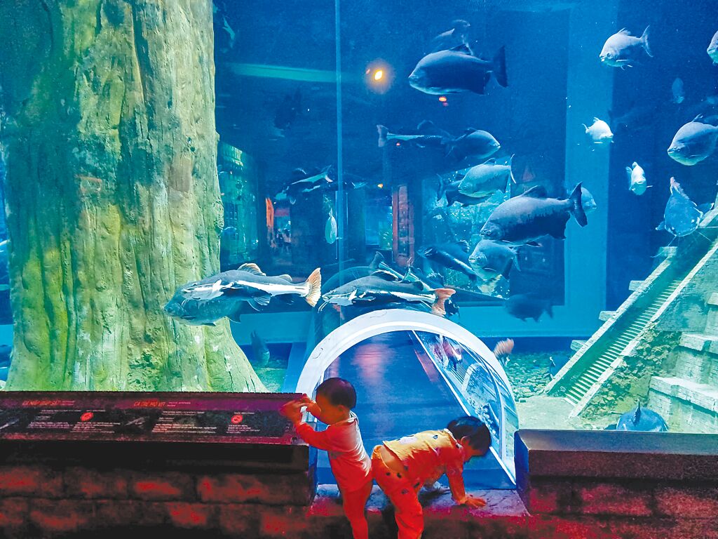 海底玻璃隧道可感受與魚群共游的樂趣,受到大小朋友喜愛。(陳韻萍攝)